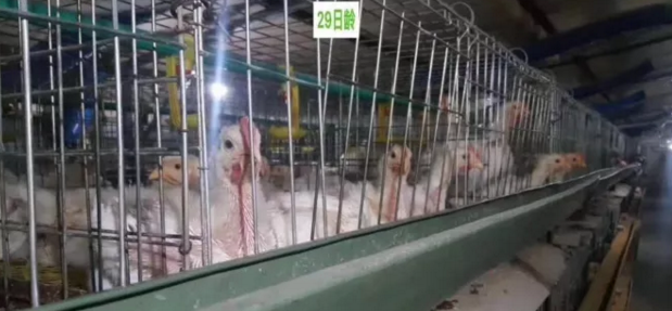 雞舍通風(fēng)時(shí)對(duì)風(fēng)機(jī)時(shí)控和溫控的理解